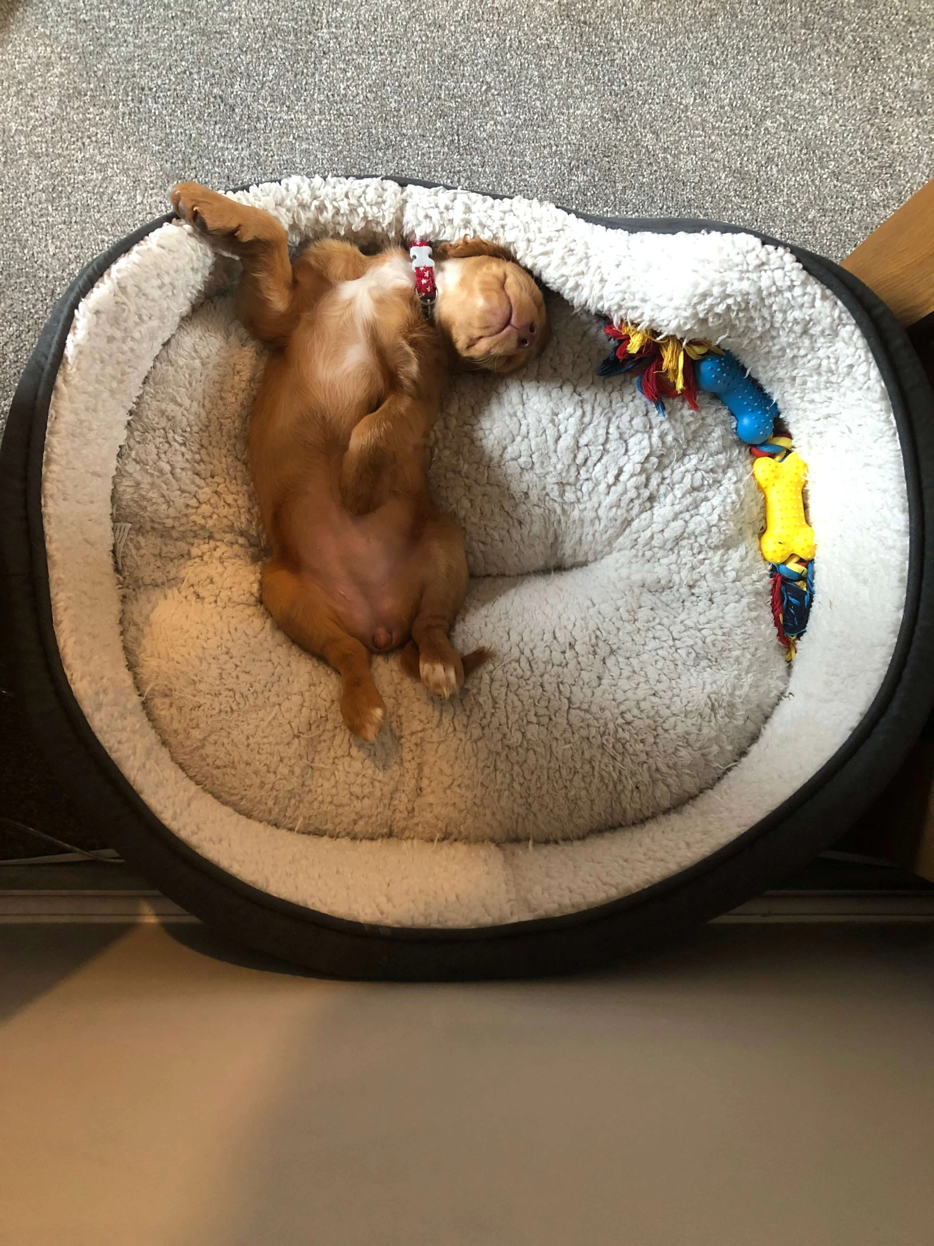 Are Cocker Spaniels Good For FirstTime Dog Owners